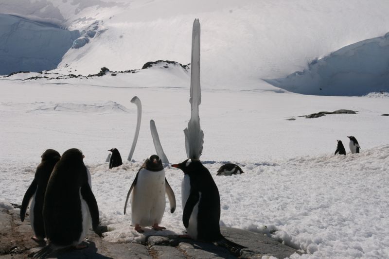 ... Island Goutier mit Pinguinhighways und einem Walskelett 