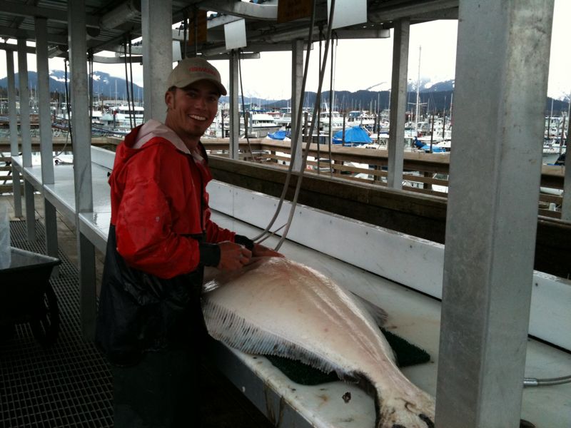 Halibut