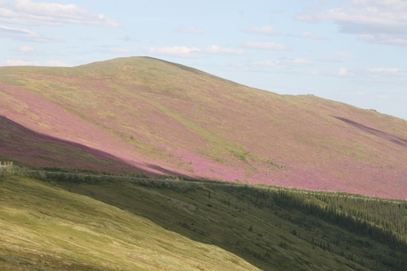 blhende Landschaften