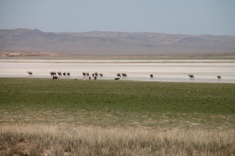 Steppe. Kamelherde