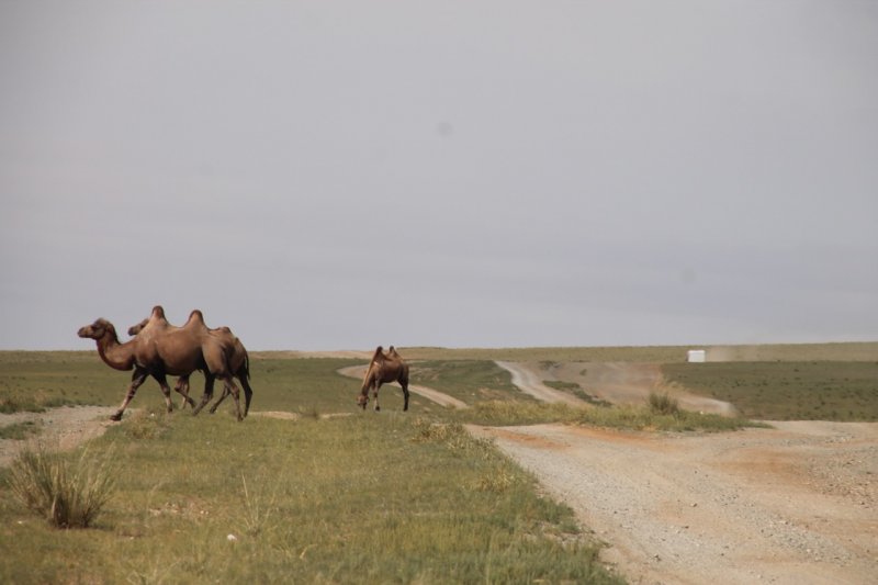 Steppe.Kamele auf der Wanderung