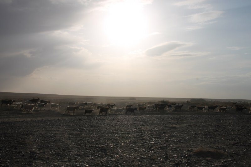 Wste Gobi. Ziegenherde