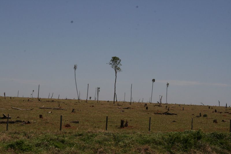 Sdwestbrasilien, Palmensavanne, trocken, d und hei,