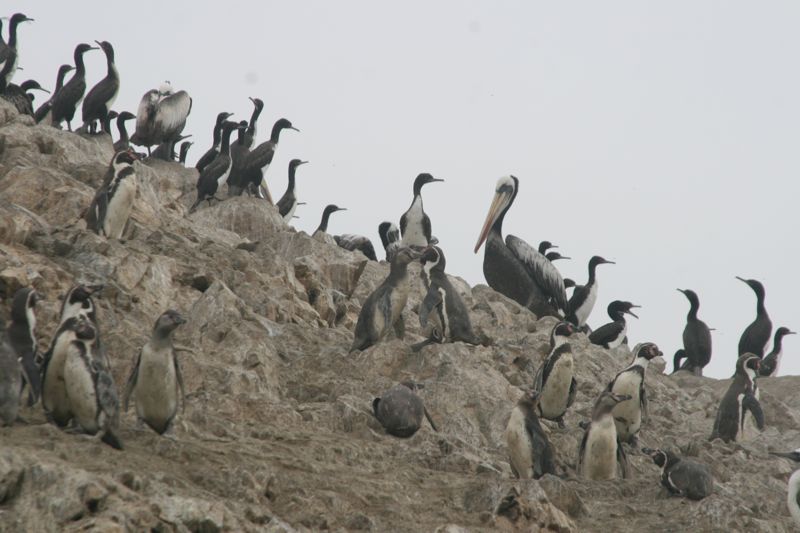 Komorane, Humboldtpinguine, Guanotlpel und Seelwen. Die haben hier massig Guano 	geschaufelt und weltweit exportiert