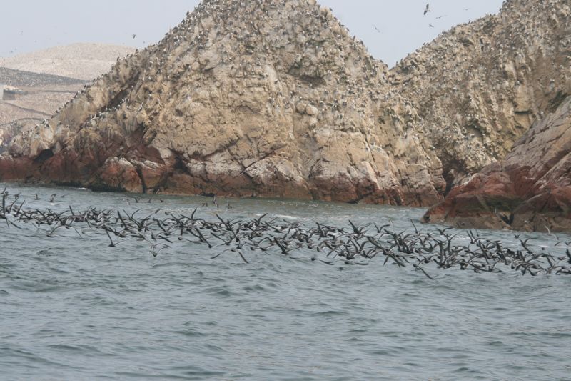 Islas Ballestas, auch gennant die Galapagos des kleinen Mannes. Wen wundert's bei  diesem 	dichten Tierbestand