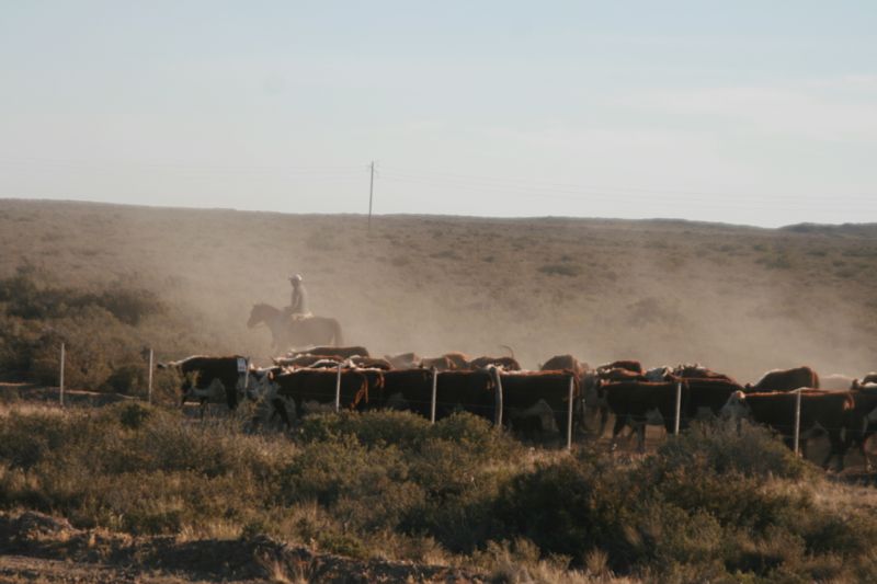 Gauchos bei ihrer staubigen Arbeit