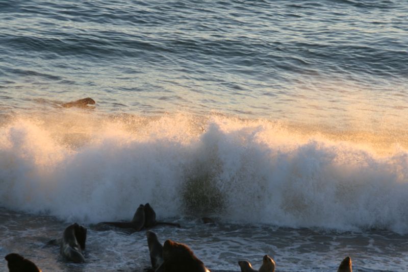 Am nchsten Morgen weicht die Streitlust der Spielfreude. Bei den seals - alles 20-30 Meter von meinem Fenster entfernt