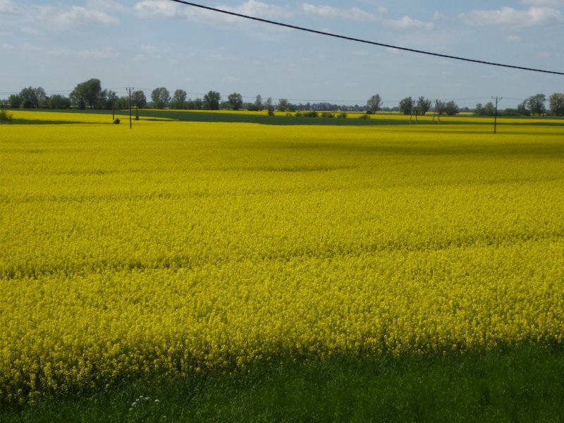 Gelb leuchtende Rapsfelder grenzbergreifend