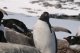 Pinguine natrlich auch in Port Lockrot