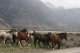 Nrdlich von Whistler wird's lndlich mit steilen engen kurvigen roads und frei laufenden Pferden 