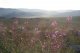Blhendes am Finger-Mountain, Kennmal der Jger und Flieger
