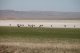 Steppe. Kamelherde
