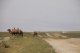 Steppe.Kamele auf der Wanderung