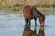 dann Sumpflandschaft. Hier stehen die Pferde im Wasser und fressen Gras wie die moose in alaska