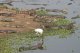 Ende der Trockenzeit: die Tiere versammeln sich in grosser Zahl an den Restwasserstellen. An einem Tmpel zhle ich ber 100 Krokidile