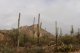 die schne Wstenstadt Phoenix mit ihrem Saguaro Kakteen-National Park
