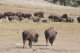 Bisons in freier Wildbahn und auf der Strasse. Die Viecher sind gefhrlich und flott