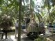 Ein Teil der Reisegruppe fhrt mit dem Fahrrad durch die Kokus- und Bananenplantagen, der Rest per Motor-Rikscha