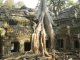 Ta Prohm, eine aufgegebene Tempelanlage. Die Wrgefeigen erobern die ehemalige Zivilisation zurck