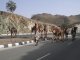 Kamelherde- auf der Autobahn